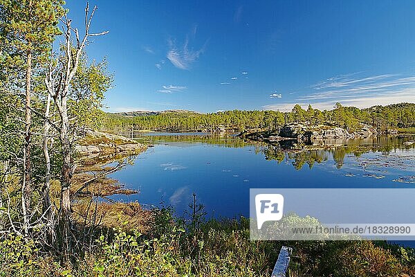 Bewaldete Ufer spiegeln sich in einem ruhigen See  menschenleer  Kiefern  Kystriksveien  Helgeland  Nordland  Norwegen  Europa