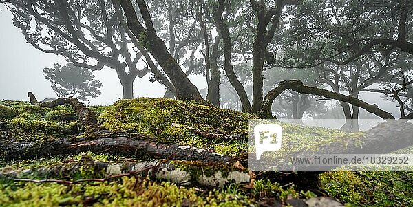 Mit Moos und Pflanzen bewachsene Lorbeerbäume im Nebel  Alter Lorbeerwald  Stinklorbeer (Ocotea foetens)  Laurisilva  UNESCO Weltkulturerbe  Fanal  Madeira  Portugal  Europa