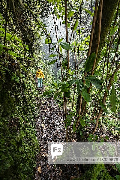 Wanderin im Dschungel  PR9 Levada do Caldeirão Verde  Madeira  Portugal  Europa