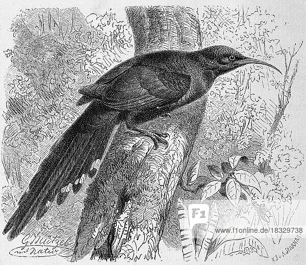 Vogel  Baumhopf auch Kakelaar ist eine Vogelart aus der nur in Afrika vorkommenden Familie der Baumhopfe (Phoeniculus purpureus)  Historisch  digital restaurierte Reproduktion von einer Vorlage aus dem 18. Jahrhundert