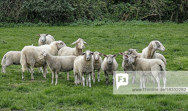 Flock of sheep  Münsterland  North Rhine-Westphalia  Germany  Europe