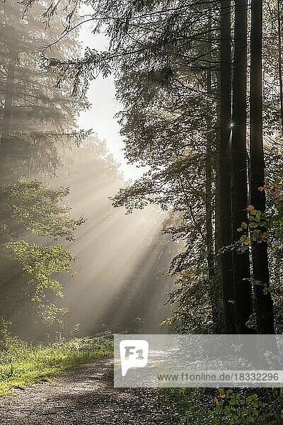 Sonnenstrahlen durch den Nebel in einem Bergwald im Herbst. Vogesen  Elsass  Frankreich  Europa