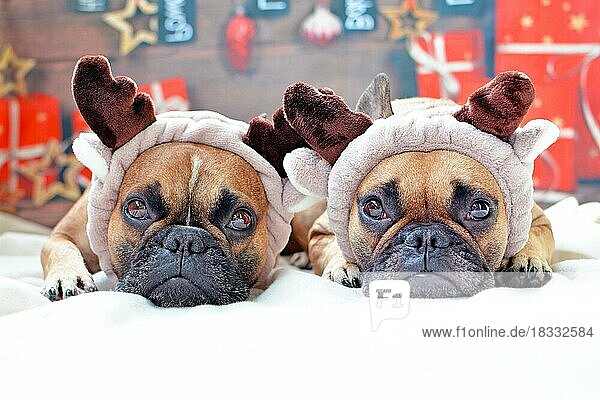Zwei niedliche französische Bulldoggen als Rentiere gekleidet liegen auf dem Boden vor einem weihnachtlichen Hintergrund