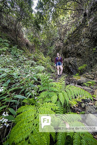 Wanderweg Vereda do Larano  Wanderin im Wald  Madeira  Portugal  Europa
