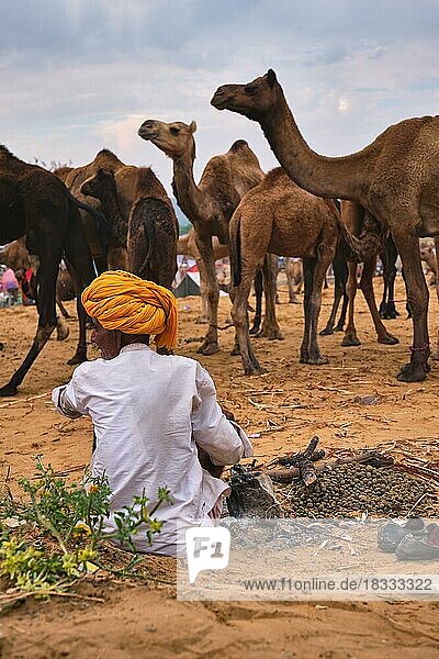 Pushkar  India  November 6  2019: Indian rural village man and his camels at Pushkar camel fair (Pushkar Mela)  annual camel livestock fair  one of world's largest camel fairs and tourist attraction  Asia