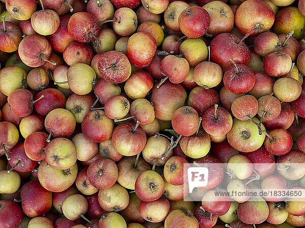 Freshly harvested apples  Braunschweig  Lower Saxony  Germany  Europe