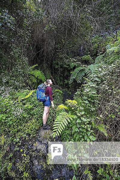 Hiker on the Vereda do Larano trail  forest and fern  Madeira  Portugal  Europe