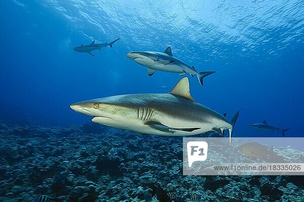 Group of grey reef shark (Carcharhinus amblyrhynchos) swimming over reef top of coral reef  Pacific Ocean  Caroline Islands  Yap Island  Yap State  Federated States of Micronesia FSM  Australia  Oceania