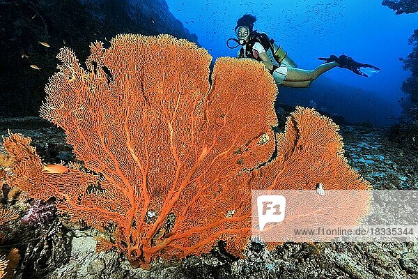 Scuba diver looking at large gorgonian fan coral (Subergorgia giant sea fan (Annella mollis)  Indian Ocean  Indo-Pacific  Similan Islands  Thailand  Asia