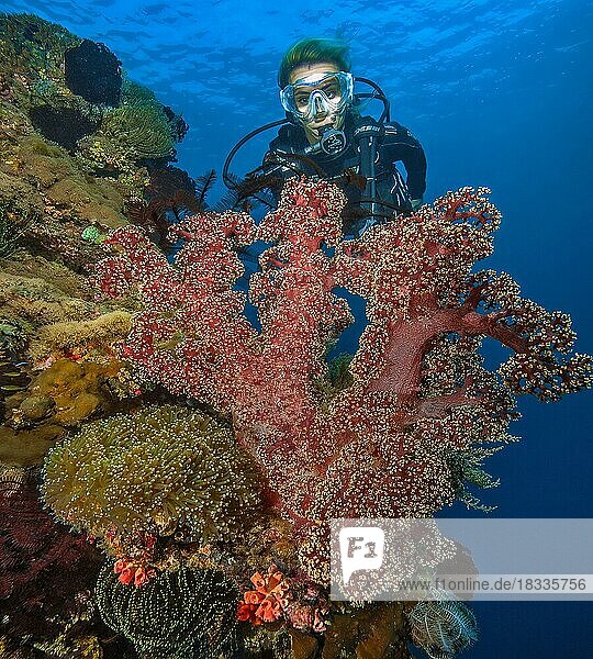 Diver looking at large tree coral Soft coral (Dendronephthya hemprichi) growing on steep wall of coral reef  Philippine Sea  Pacific Ocean  Philippines  Asia