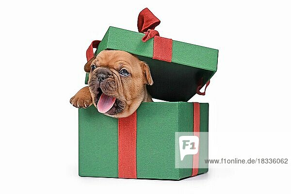 Gähnender französischer Bulldoggenwelpe  der aus einer grünen Weihnachtsgeschenkbox auf weißem Hintergrund hervorschaut