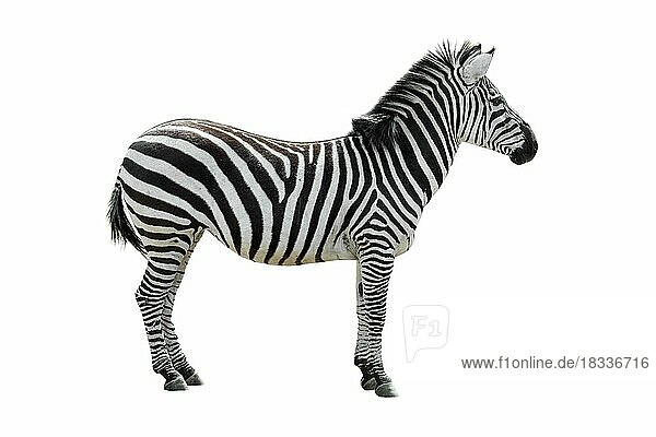 Burchell-Zebra (Equus burchellii) (Equus quagga)  Gewöhnliches Zebra vor weißem Hintergrund