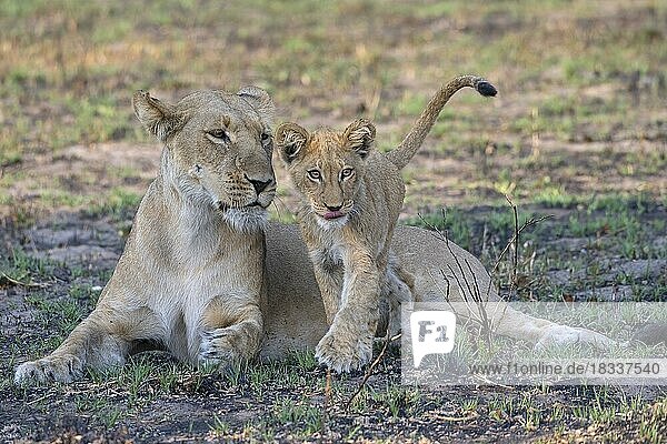 Löwe (Panthera leo)  Löwin  weiblich  Welpe  Jungtier  juvenil  verspielt  Savuti  Chobe National Park  Botswana  Afrika