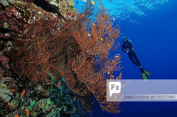 Schwarze Koralle (Antipathes dichotoma) wächst an Steilwand von Korallenriff  im Hintergrund Taucherin mit kleine Unterwasserlampe  Rotes Meer  Marsa Alam  Ägypten  Afrika