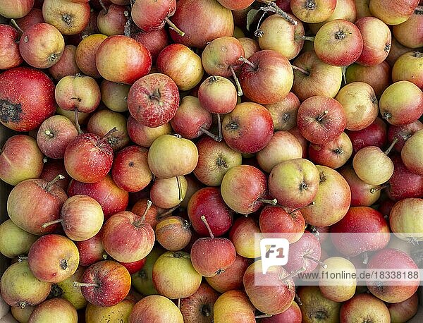 Freshly harvested apples  Braunschweig  Lower Saxony  Germany  Europe