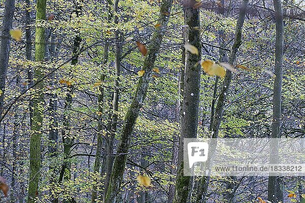 Buchenwald (Fagus sylvatica)  Rheinland-Pfalz  Deutschland  Europa