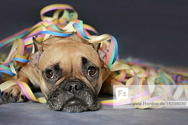 Nette braune französische Bulldogge Hund auf dem Boden liegend mit bunten Party Papier blasen Luftschlangen bedeckt