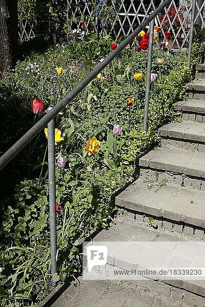 Treppe mit bunten Tulpen  Deutschland  Europa