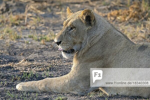 Löwe (Panthera leo)  Löwin  weiblich  Tierportrait  Profil  zeigt die Zunge  Seitenlicht  Savuti  Chobe National Park  Botswana  Afrika