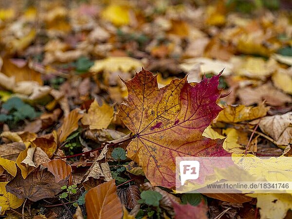 Herbstlich gefärbtes Ahornblatt  Blatt vom Ahorn (Acer) im Naturschutzgebiet Seeberg auf dem Großen Seeberg  Drei Gleichen  Thüringen  Deutschland  Europa