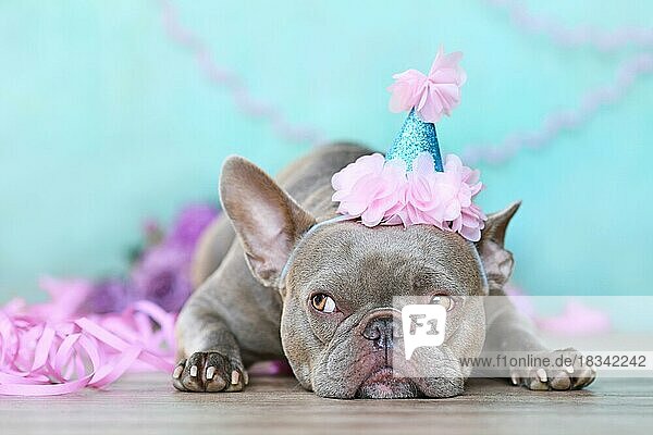 Party-Hund. Französische Bulldogge mit niedlichen Geburtstag Hut neben lila Luftschlangen vor blauem Hintergrund