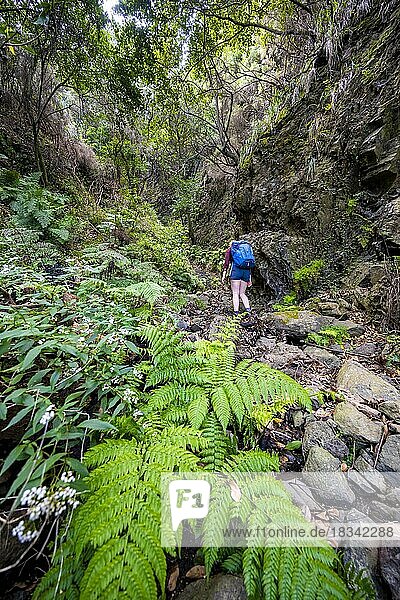 Vereda do Larano Hiking Trail  Hiker in the Forest  Madeira  Portugal  Europe