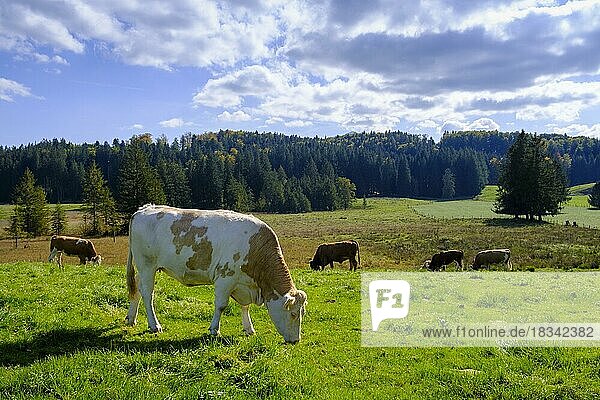 Cows near Lothdorf  Froschhausen  Upper Bavaria  Bavaria  Germany  Europe
