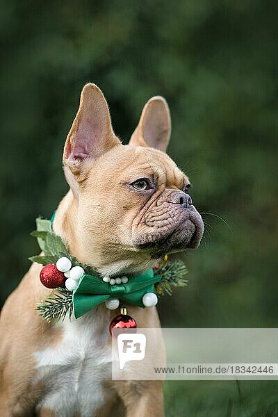 Porträt der roten fawn Französisch Bulldogge Hund trägt saisonale Weihnachten Kragen mit grüner Fliege auf unscharfen grünen Hintergrund