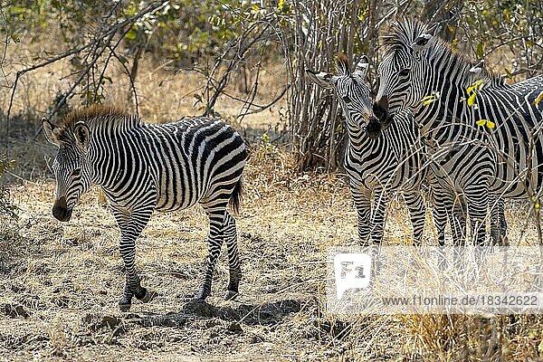 Steppenzebra der Unterart Crawshay-Zebra (Equus quagga crawshayi)  Stute und Jungtiere  Gruppe  Fohlen  South Luangwa  Sambia  Afrika