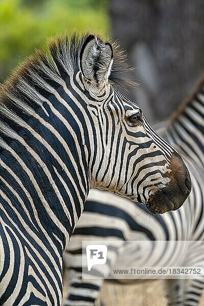 Steppenzebra der Unterart Crawshay-Zebra (Equus quagga crawshayi)  Tierportrait  Auge  Pupille  Wimpern  South Luangwa  Sambia  Afrika