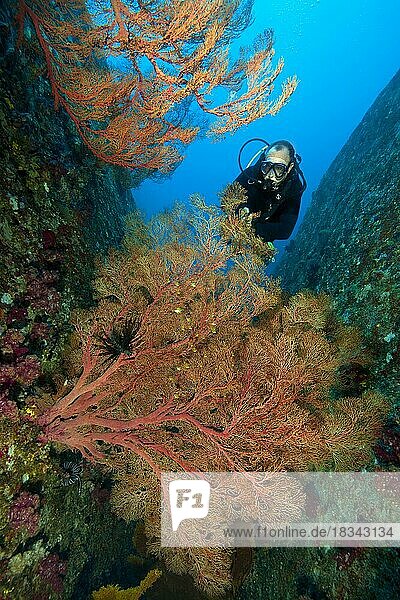 Taucher blickt auf betrachtet Fächerkoralle (Melithaea ochracea) Knotenfächer Seefächer  Indischer Ozean  Similan Inseln  Thailand  Asien