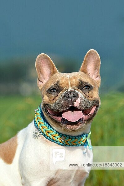 Porträt eines schönen lächelnden rot gescheckten weiblichen französischen Bulldogge Hund mit Paracord-Halsband