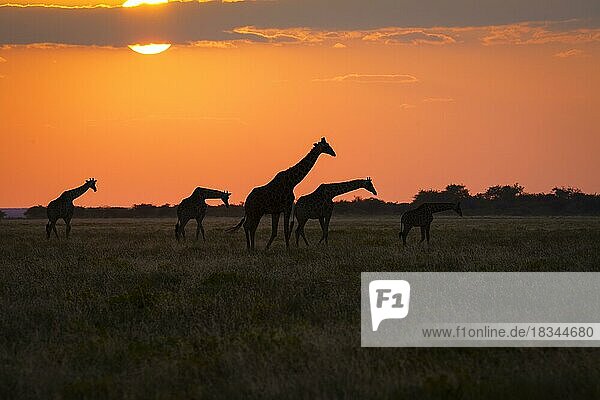 Group of giraffes (Giraffa camelopardalis) crossing together the African savanna at sunset. Etosha National Park  Namibia  Africa