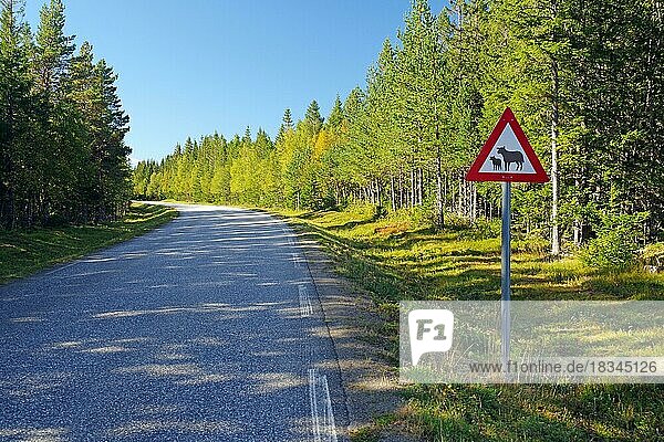 Verkehrsschild an einer schmalen Straße warnt vor Schafen  Wald  Kystriksveien  FV 17  Helgeland  Norwegen  Europa