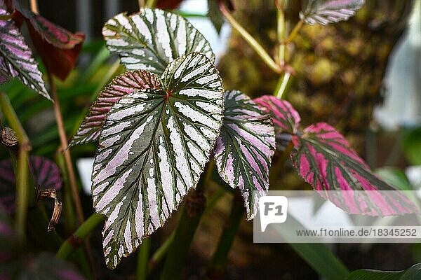 Tropische Begonie Brevirimosa Zimmerpflanze mit natürlich vorkommender rosa Panaschierung und grünen Streifen