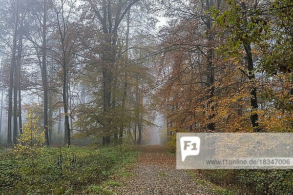 Weg durch herbstlichen Wald  Nebel  Münsterland  Nordrhein-Westfalen  Deutschland  Europa