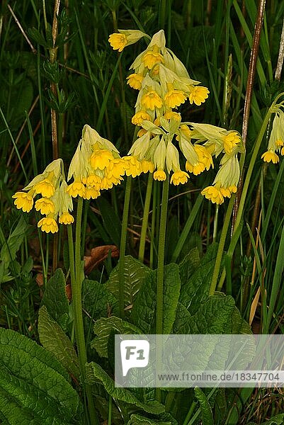 Schlüsselblume (Primula officinalis)  Himmelsschlüssel  Apothekerprimel  Heilpflanze  Pflanze mit frischen Blüten  draußen in freier Natur