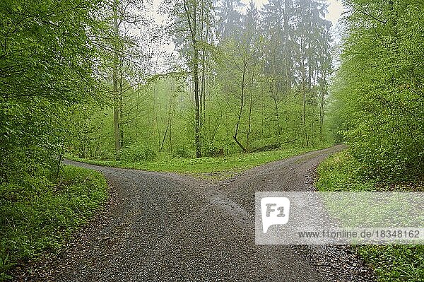 Waldweg  Weggabelung  Buchenwald  Regen  Frühling  Helmstadt  Unterfranken  Bayern  Deutschland  Europa