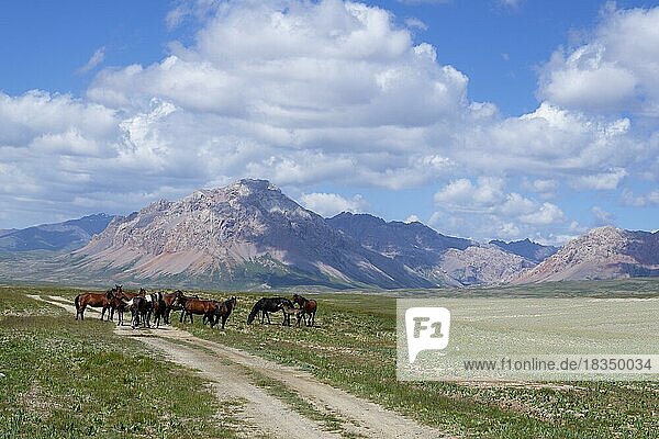 Pferde  Tian Shan-Gebirge nahe der chinesischen Grenze  Region Naryn  Kirgisistan