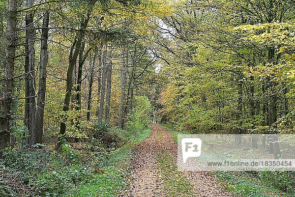 Frau wandert im Herbst durch den Wald  Schleswig-Holstein  Deutschland  Europa