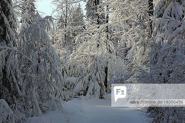 Winter landscape in the Fichtelgebirge  Bayreuth district  Upper Franconia  Bavaria  Germany  Europe