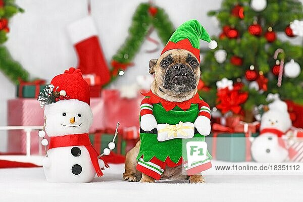 Niedliche französische Bulldogge im Weihnachtselfenkostüm zwischen jahreszeitlichen Dekorationen