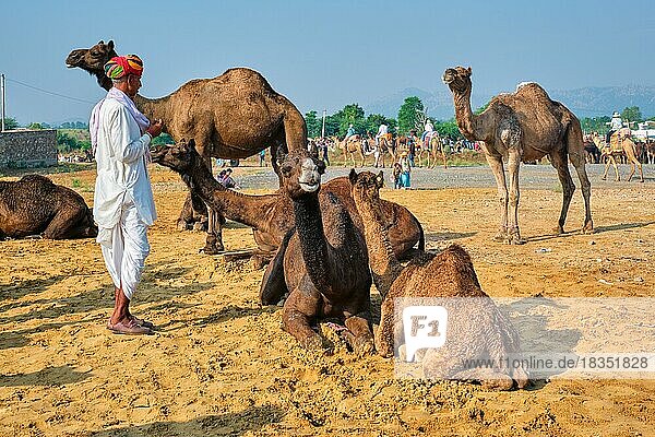 Pushkar  India  November 7  2019: Indian rural village man and his camels at Pushkar camel fair Pushkar Mela annual camel and livestock fair  one of world's largest camel fairs and tourist attraction  Asia