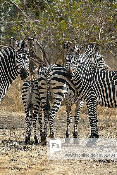 Steppenzebra der Unterart Crawshay-Zebra (Equus quagga crawshayi)  Gruppe  Herde  South Luangwa  Sambia  Afrika