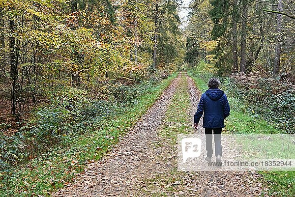 Woman walking through the forest in autumn  Schleswig-Holstein  Germany  Europe