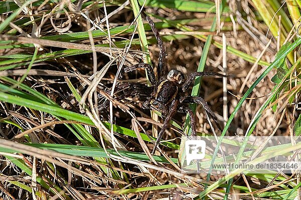 Gerandete Jagdspinne (Dolomedes fimbriatus)  sitzt versteckt im Gras  Pfrühlmoos  Bayern
