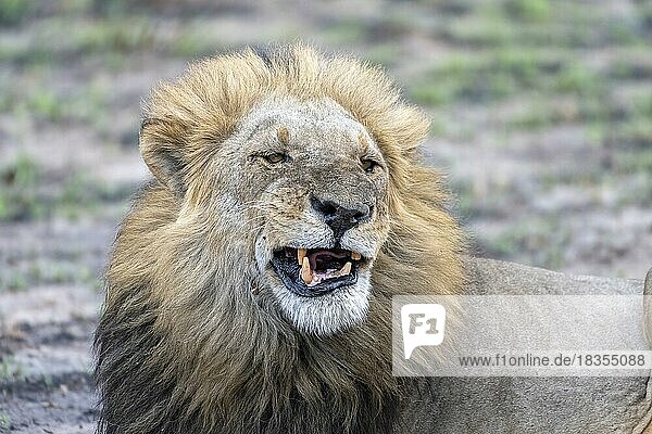 Löwe (Panthera leo)  männlich  Tierportrait  zeigt Zähne  Savuti  Chobe National Park  Botswana  Afrika