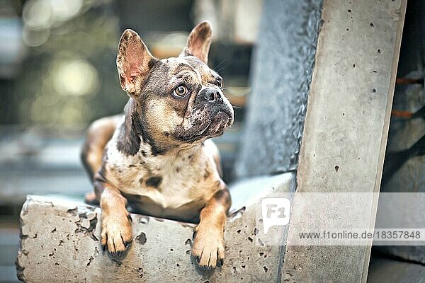 Merle-farbene französische Bulldogge mit großen gelben Augen  die auf einer Betonbank liegt
