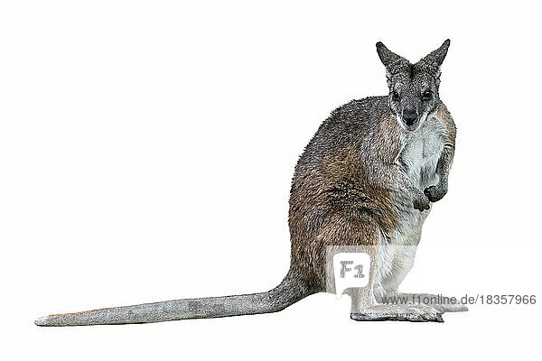 Parma wallaby (Macropus parma) native to northern New South Wales  Australia against white background