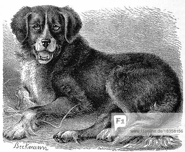 Newfoundland dog (Canis familiaris) extrarius terrae novae  dog breed originating from Canada  Historic  digitally restored reproduction of a 19th century original  exact original date unknown
